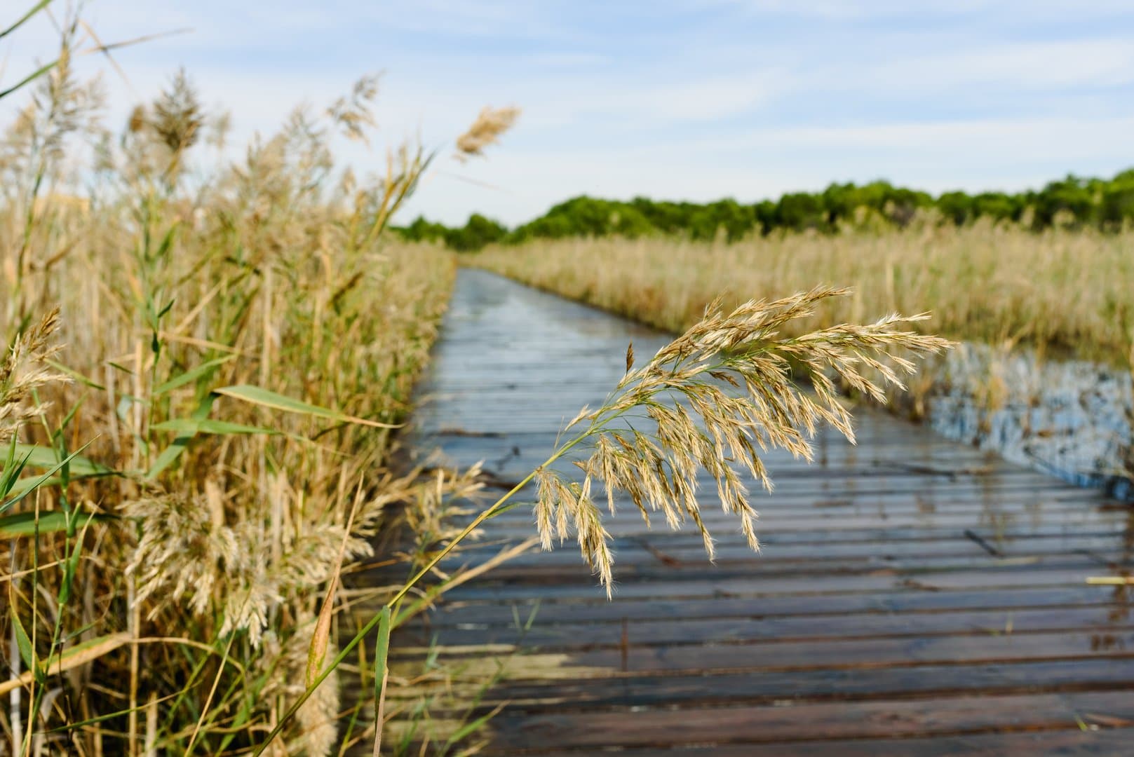 Free Albufera Tour Valencia2