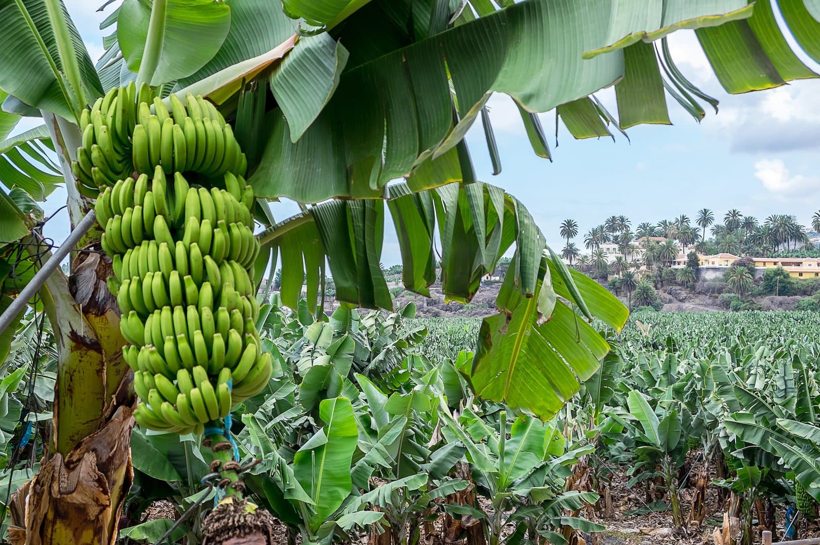 Free Banana Plantation Tour Tenerife3