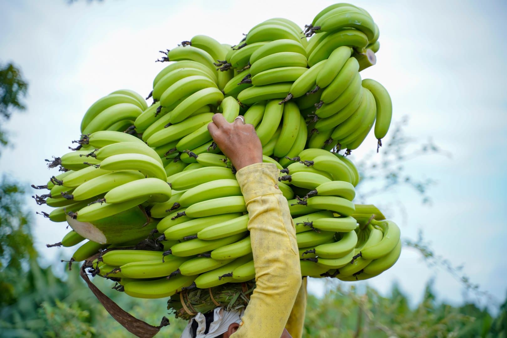 Free Banana Plantation Tour Tenerife2