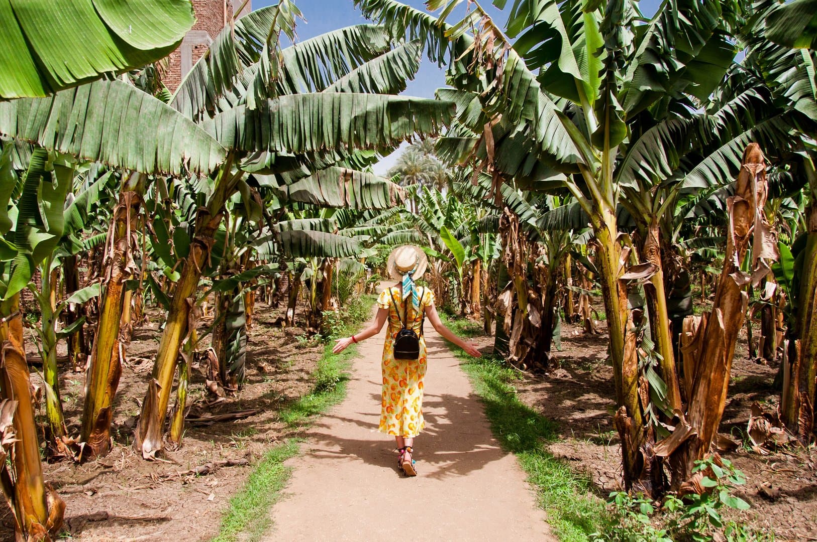 Free Banana Plantation Tour Tenerife4