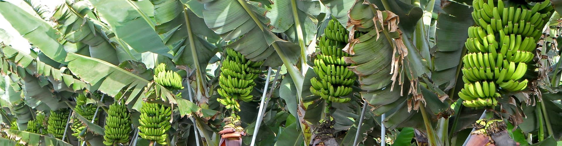 Free Banana Plantation Tour Tenerife Banner